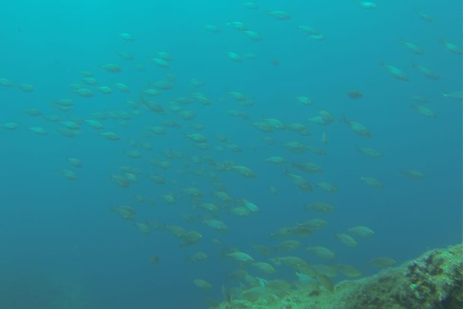 Bubble maker (scuba diving for children) - Key Points to Know Before You Book