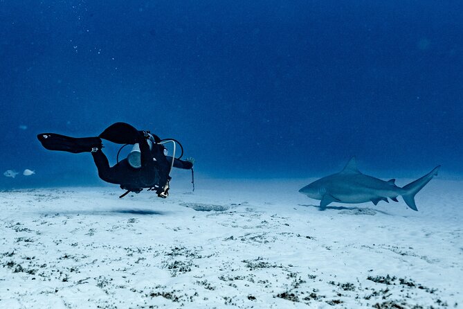 Bull Shark Dive in Playa del Carmen – Dive Machine Experience - Key points to know before you book