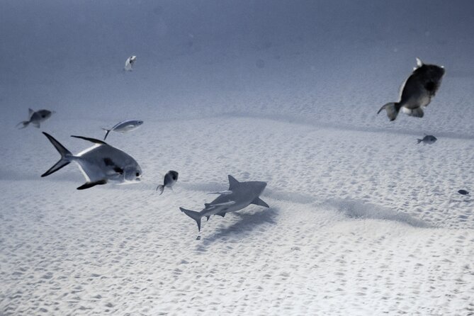 Bull Shark Dive in Playa del Carmen – Dive Machine Experience - Why this Playa del Carmen shark trip is different