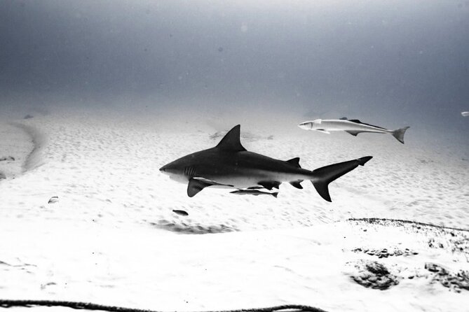 Bull Shark Dive in Playa del Carmen – Dive Machine Experience - The boat ride to Shark Point