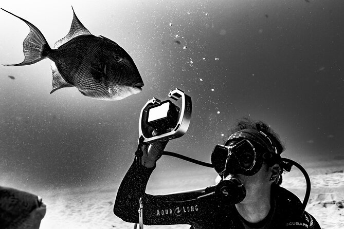 Bull Shark Dive in Playa del Carmen – Dive Machine Experience - Meeting bull sharks at 82 feet