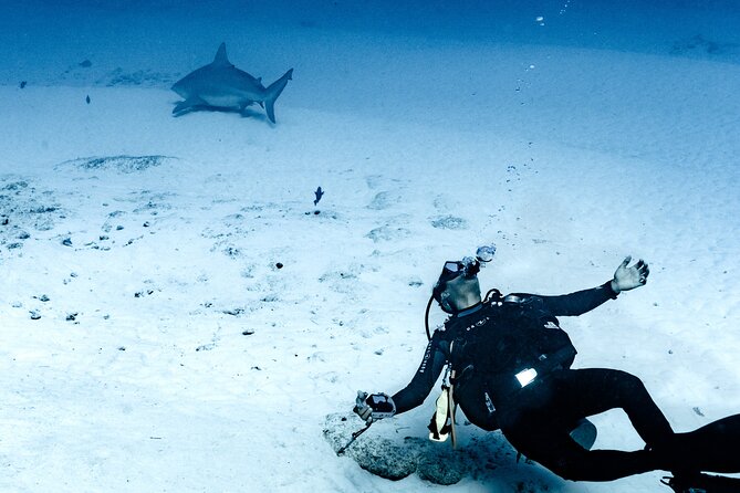 Bull Shark Dive in Playa del Carmen – Dive Machine Experience - Starting at Calle 6 Nte Bis at 8:00 am