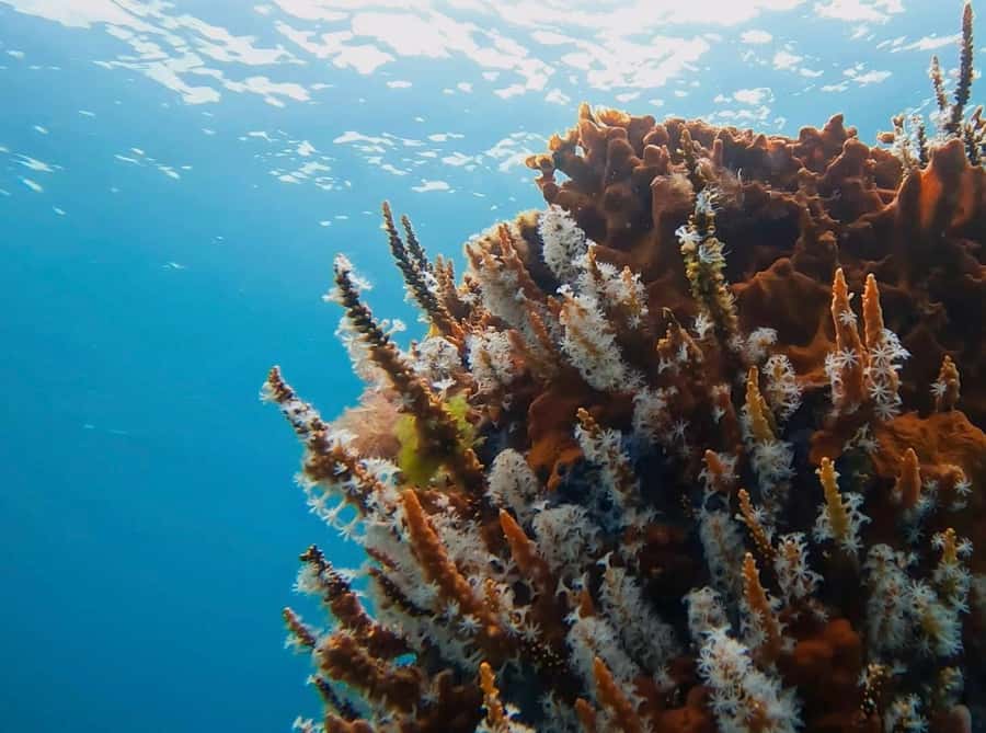 Busselton: Jetty Scuba Dive Tours with Underwater Sculptures - Why Busselton Jetty works so well underwater
