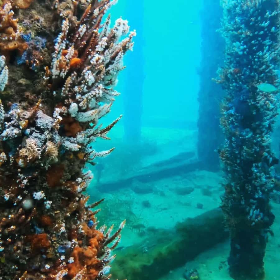 Busselton: Jetty Scuba Dive Tours with Underwater Sculptures - The 1.8-kilometre ride to the jetty’s end
