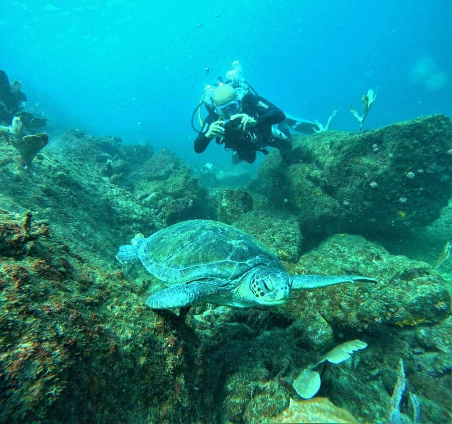 Buzios - DIVING EXPERIENCE - The 1.5-hour class and water adjustment
