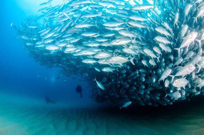 Cabo Pulmo 2 Tank Certified Dive with Lunch - Price, equipment, and the real cost