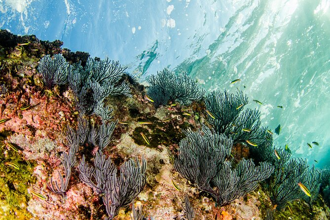 Cabo Pulmo 2 Tank Certified Dive with Lunch - What has gone well, and what can go wrong