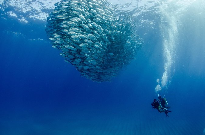 Cabo Pulmo 2 Tank Certified Dive with Lunch - Who should book this Cabo Pulmo outing