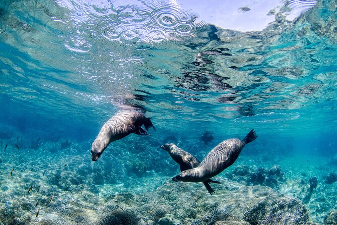 Cabo Pulmo 2 Tank Certified Dive with Lunch - What the two underwater sessions are like
