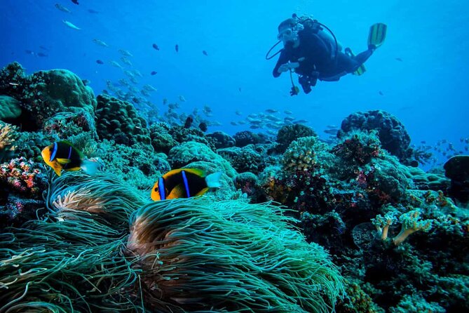 Cabo San Lucas 2 Tank Scuba Diving - Why Cabo works well for a short scuba outing