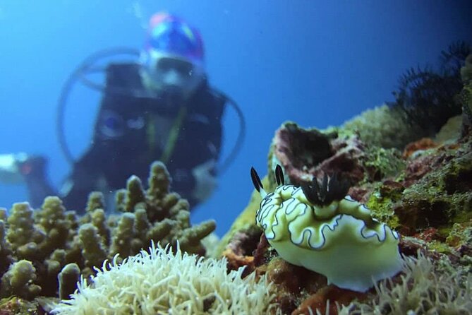 Cabo San Lucas 2 Tank Scuba Diving - What the $150.54 price really covers