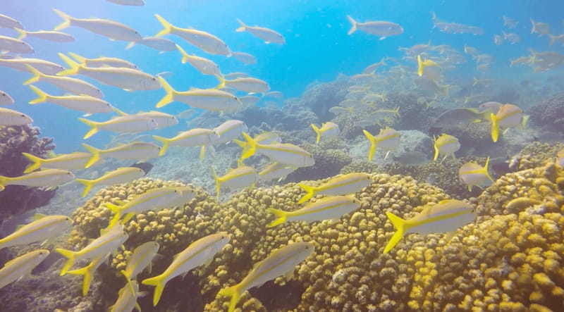 Cabo San Lucas: Beginners Diving Experience w/ Water & Snack - What The $143 Price Really Covers