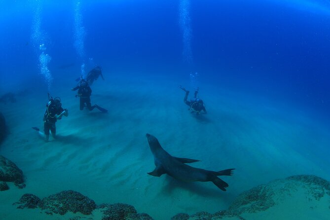 Cabo San Lucas Certified 2 Tank Dive at the Famous Arch and Land's End - How the small group changes the experience
