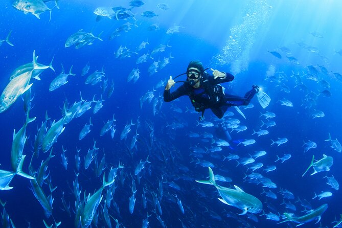 Cabo San Lucas Certified 2 Tank Dive at the Famous Arch and Land's End - Marine life around Land’s End