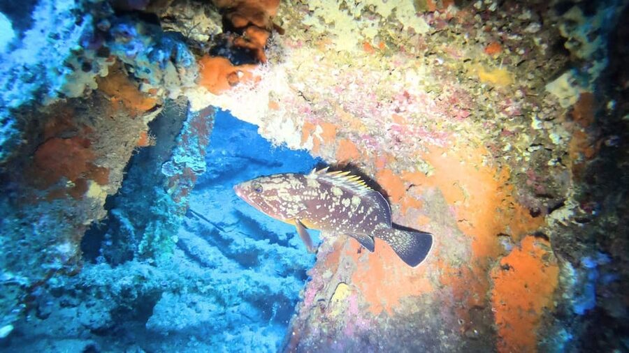Cagliari: Discover scuba diving for Beginners - Practical details that affect your day