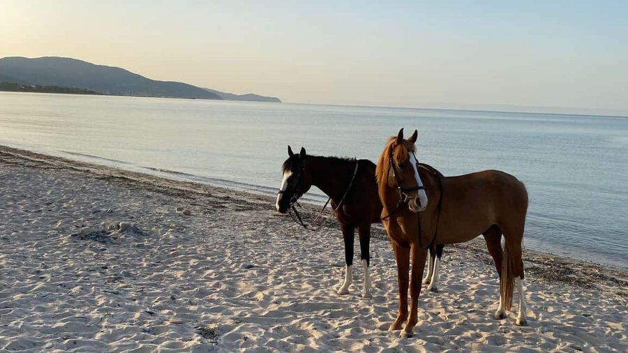 Cagliari: horseback riding with sunrise dive - Starting before the beach wakes up
