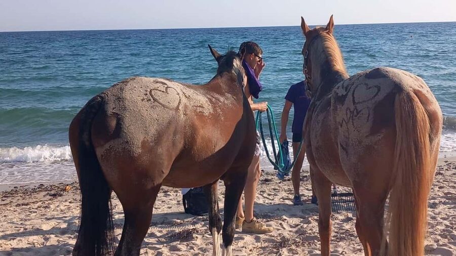 Cagliari: horseback riding with sunrise dive - Entering the sea with your horse