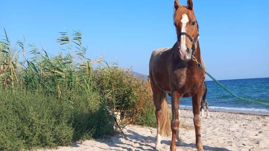 Cagliari: horseback riding with sunrise dive - What the 30-minute length really means