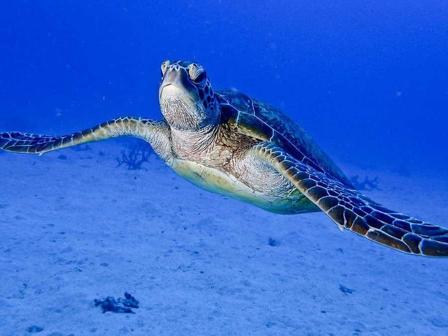 Cairns: 2-Day Great Barrier Reef Dive and Snorkel Boat Trip - Is $466 good value?