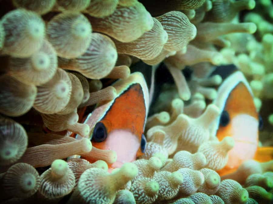 Cairns: 2-Day Great Barrier Reef Dive and Snorkel Boat Trip - Snorkelling for beginners and confident swimmers