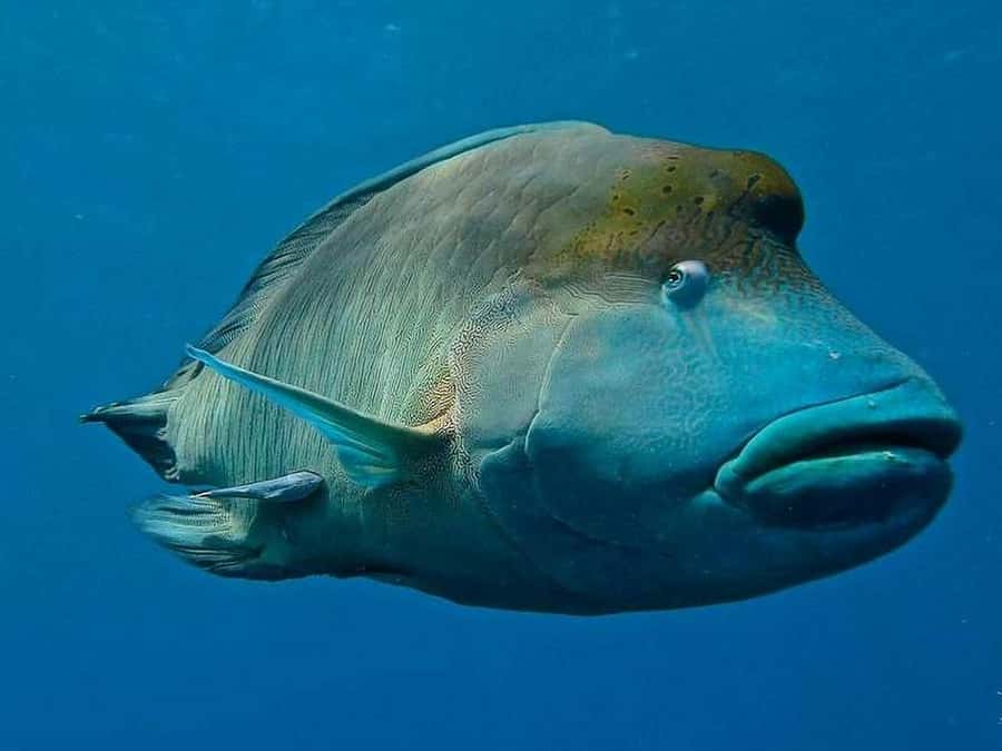 Cairns: 2-Day Great Barrier Reef Dive and Snorkel Boat Trip - Scuba options and the night-time session