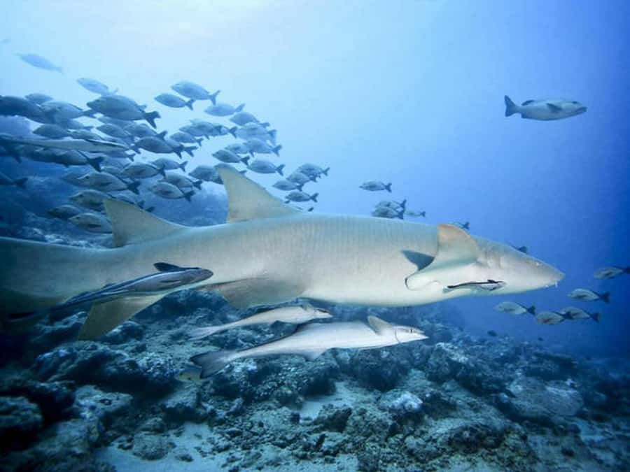 Cairns: 2-Day Great Barrier Reef Dive and Snorkel Boat Trip - Sleeping aboard Coral Sea Dreaming