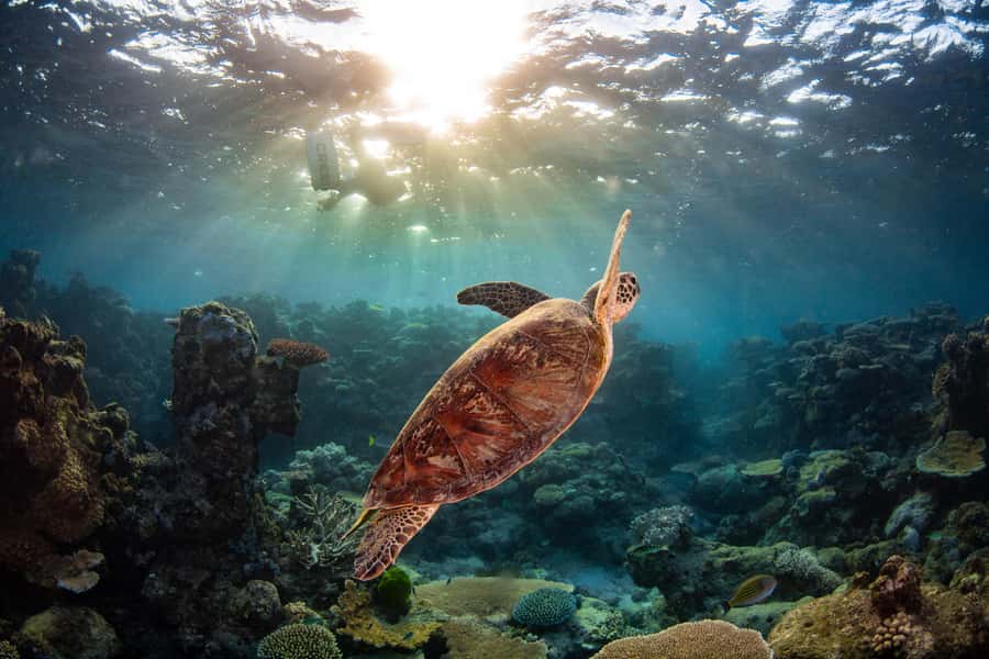 Cairns: Best Value All-inclusive Reef Trip With Scuba Dive - BBQ lunch and an afternoon reef session