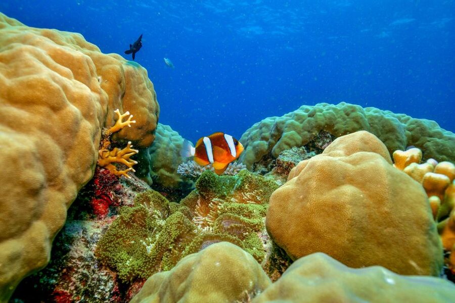 Cairns: Great Barrier Reef Premium Diving Full Day Tour - Is $127 good value for nine hours?