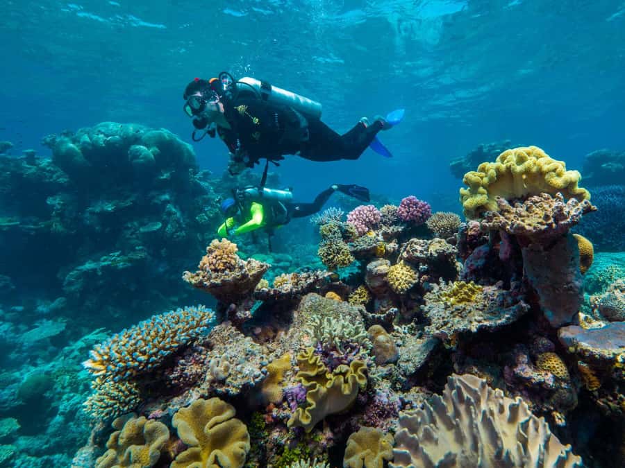 Cairns: Green Island Full-Day Tour with Diving - Who Will Enjoy This Day Most