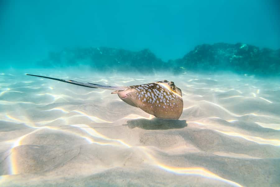 Cairns: Outer and Coral Cay Snorkel and Dive Cruise - Glass-bottom viewing for a different angle
