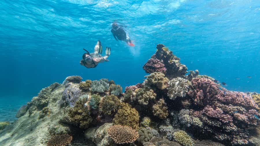 Cairns: Premium Snorkelling and Diving Reef Day Trip - Key points at a glance