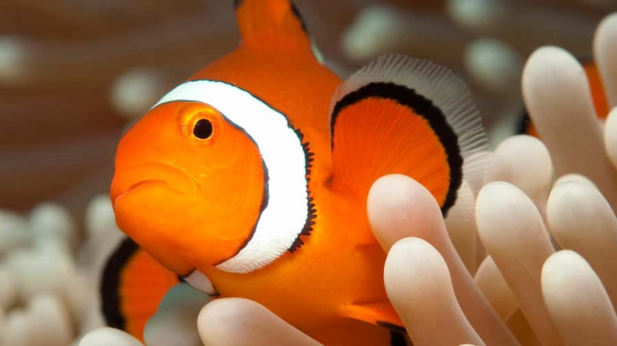 Cairns: Premium Snorkelling and Diving Reef Day Trip - The return to Cairns