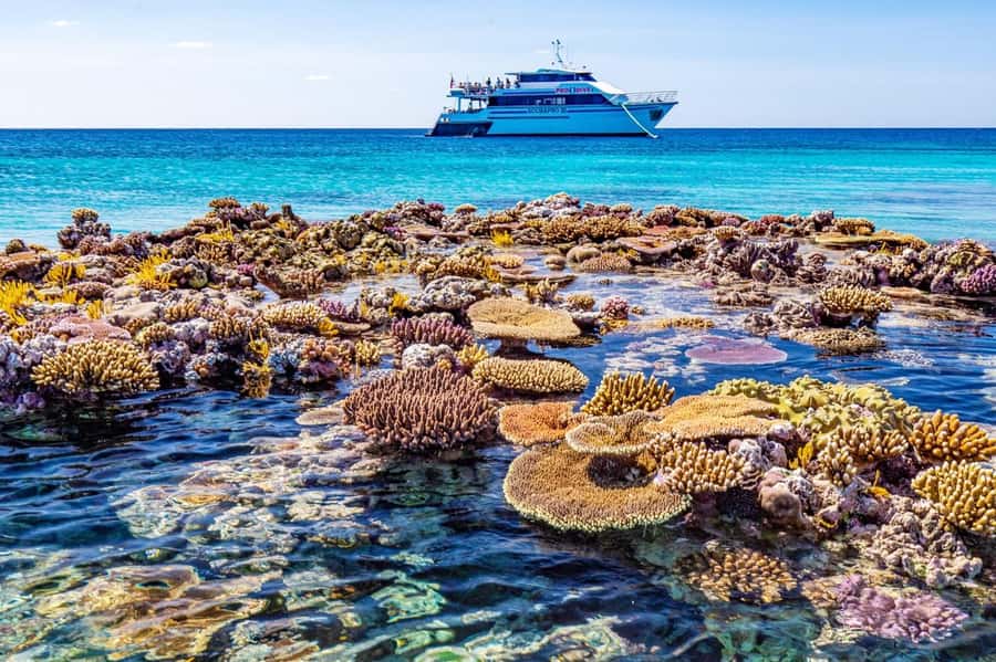Cairns: Pro Dive Great Barrier Reef 3 Day/2 Night Dive Trip - The nighttime session is for certified, prepared participants