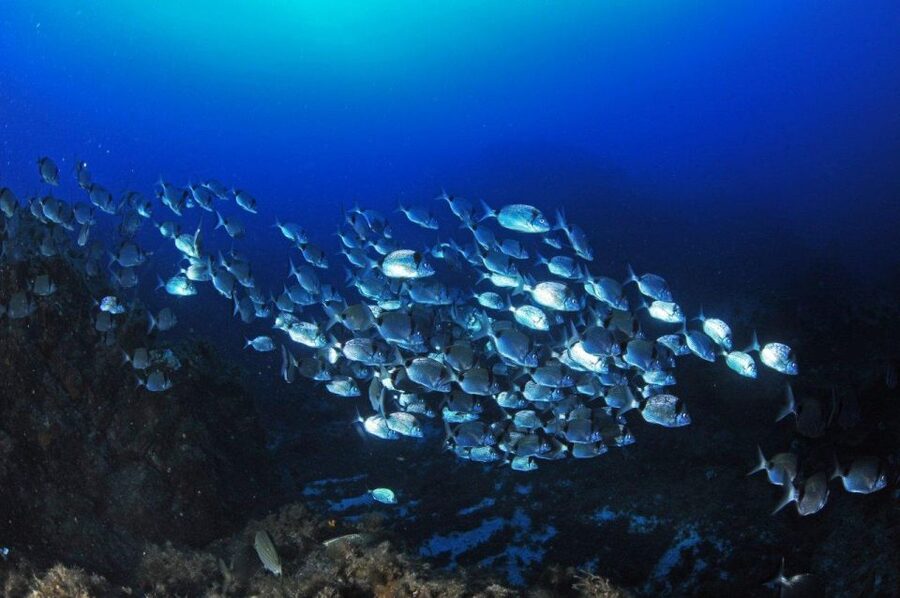 Calvi: Introduction to Diving Dive with an Instructor - Key points at a glance