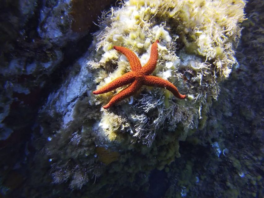 Calvi: Introduction to Diving Dive with an Instructor - Starting at Calvi’s Port de Plaisance
