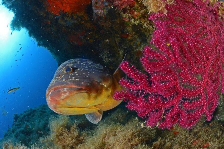 Calvi: Introduction to Diving Dive with an Instructor - What you can see beneath Calvi