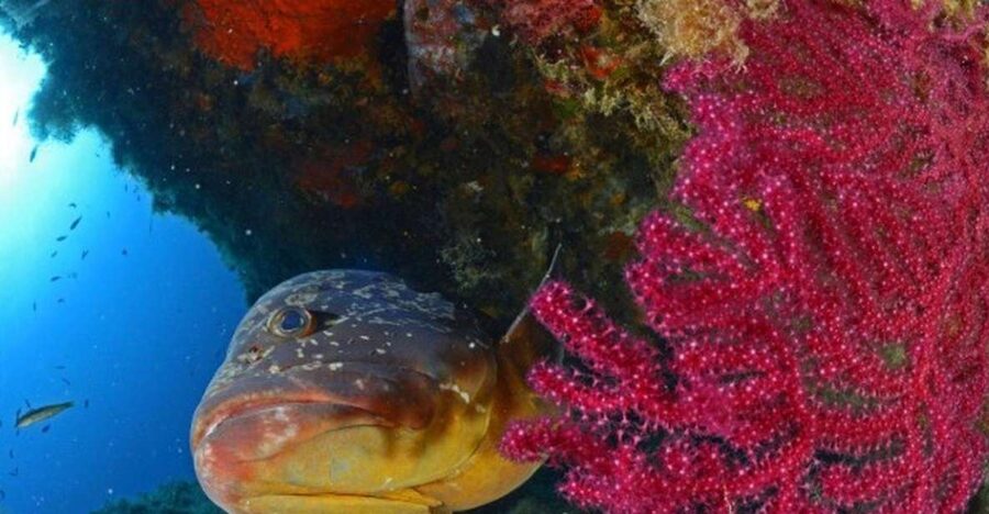 Calvi: PE12 Certificate Diving Lessons with Instructor - What to Bring and What to Skip