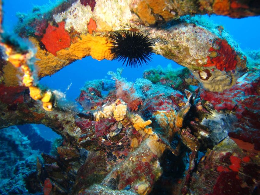 Calvi: PE12 Certificate Diving Lessons with Instructor - First Session: The Baptism Experience