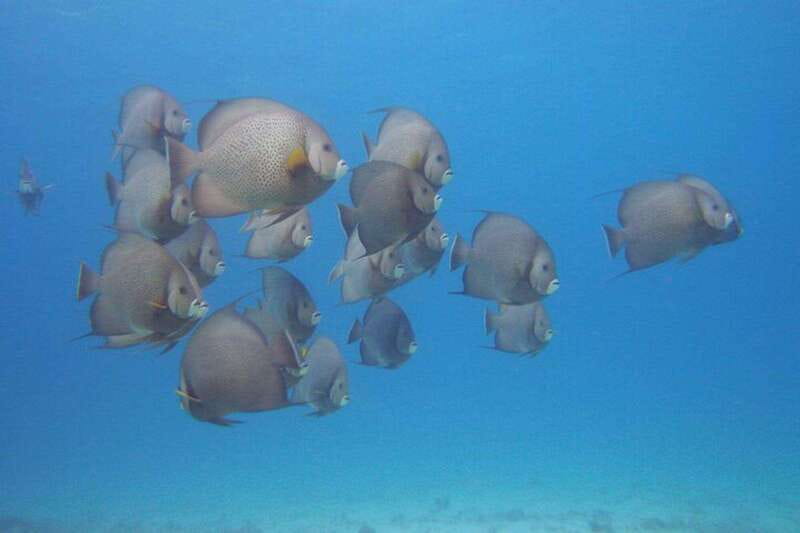 Cancun: Beginner Scuba Diving at Underwater Museum - Who should book this experience?