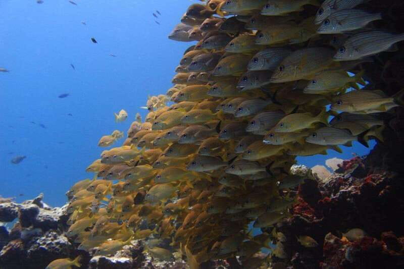 Cancun: Dive Underwater Museum & Manchones Reef - Meeting Coconut Divers at Sotavento