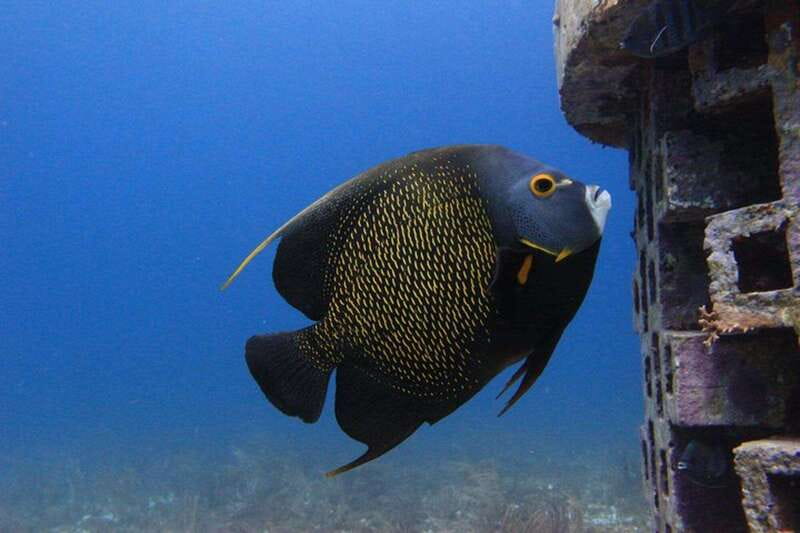 Cancun: Dive Underwater Museum & Manchones Reef - Timing, Weather, and Who Should Book