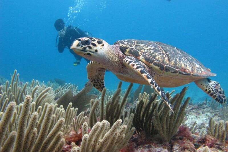 Cancun: Dive Underwater Museum & Manchones Reef - Should You Book This Underwater Museum and Reef Outing?