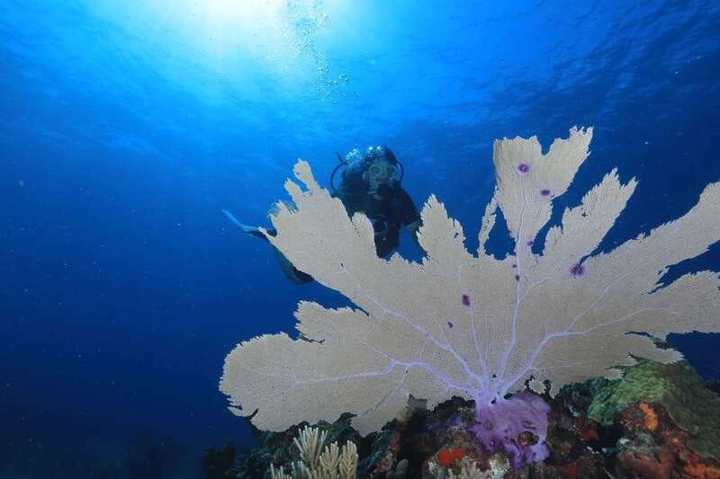Cancun: Scuba Diving for Beginners, 2 Dives - Manchones reef: the better stop for natural life
