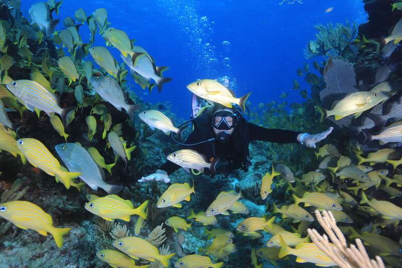 Cancun: Scuba Diving for Certified Divers, 3 options to dive - Punta Cancun reefs at 15 to 17 meters