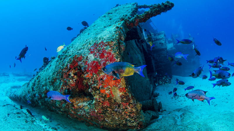 Cancún: Wreck and Reef for Certified Scuba Divers - Key details before you book
