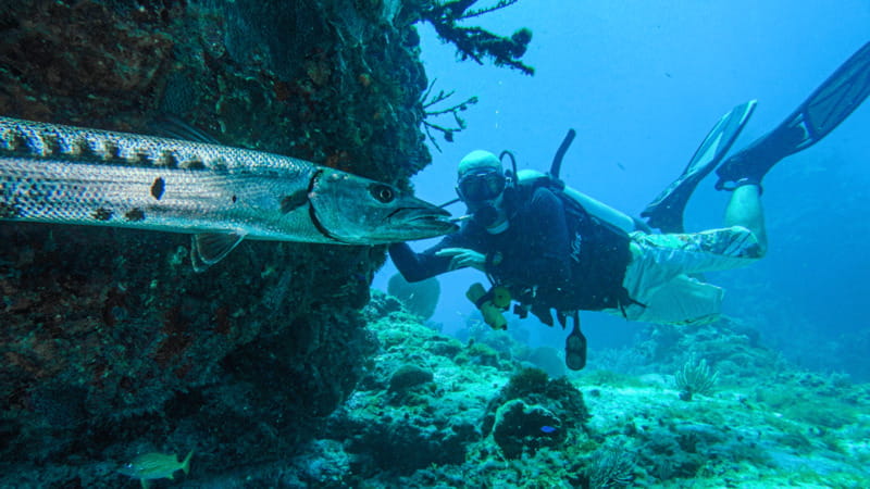 Cancún: Wreck and Reef for Certified Scuba Divers - The second session shifts from steel to coral