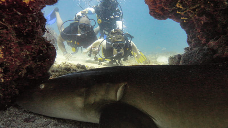 Cancún: Wreck and Reef for Certified Scuba Divers - How the itinerary fits into a half day