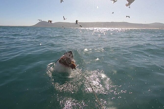 Cape Shark Diving Adventures - Key points at a glance