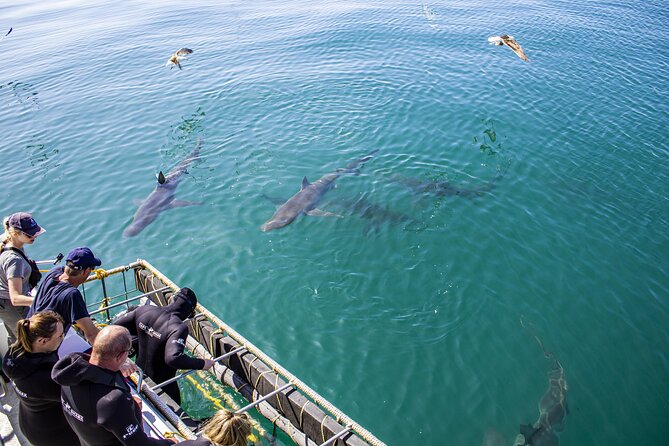 Cape Shark Diving Adventures - A warm welcome before the boat ride