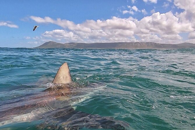 Cape Shark Diving Adventures - What happens inside the cage